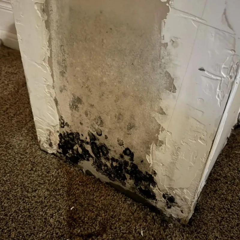 Professional Mold Removal in Grill, PA